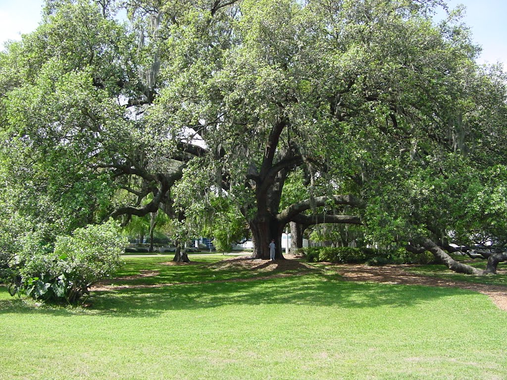 Big Tree on Constitution Green