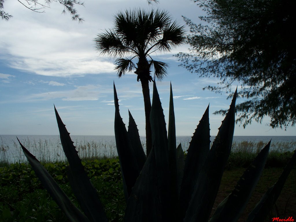 Casey Key