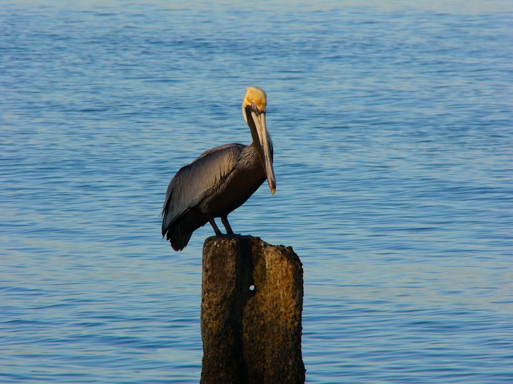 North Casey Key Beach