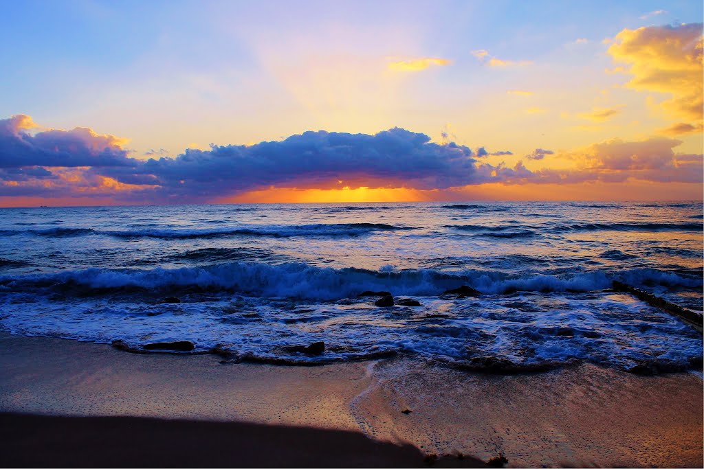 Morning Glory