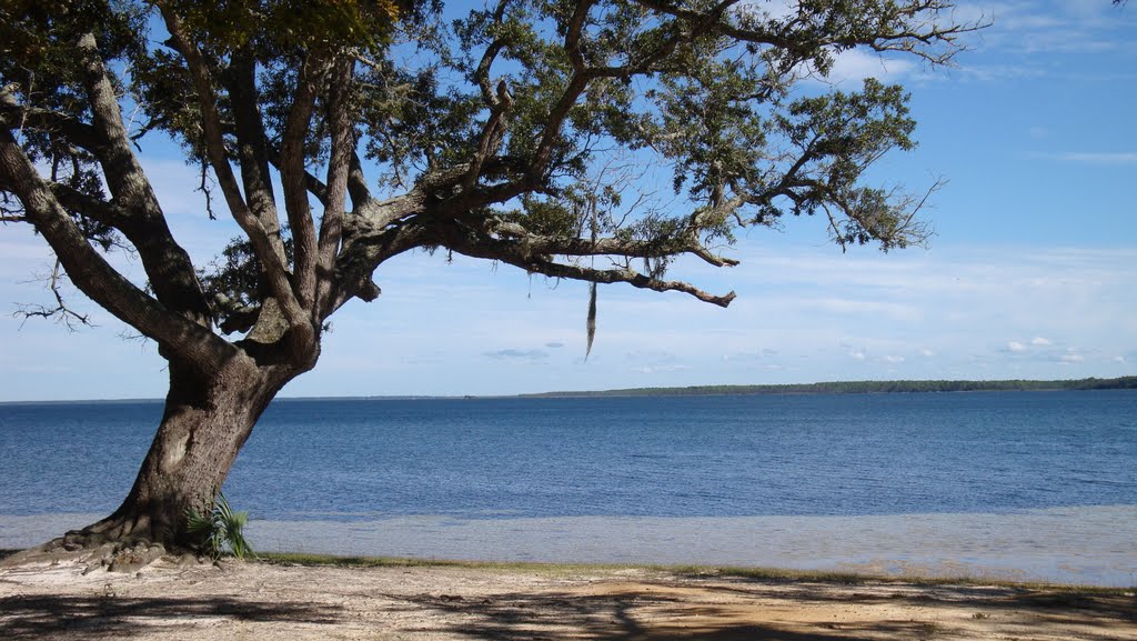 View of the East Bay from Under the Oaks Park