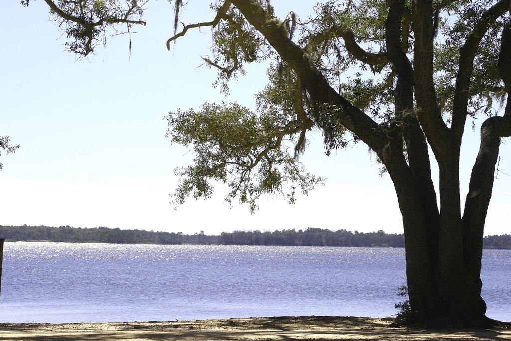 Under the Oaks Park