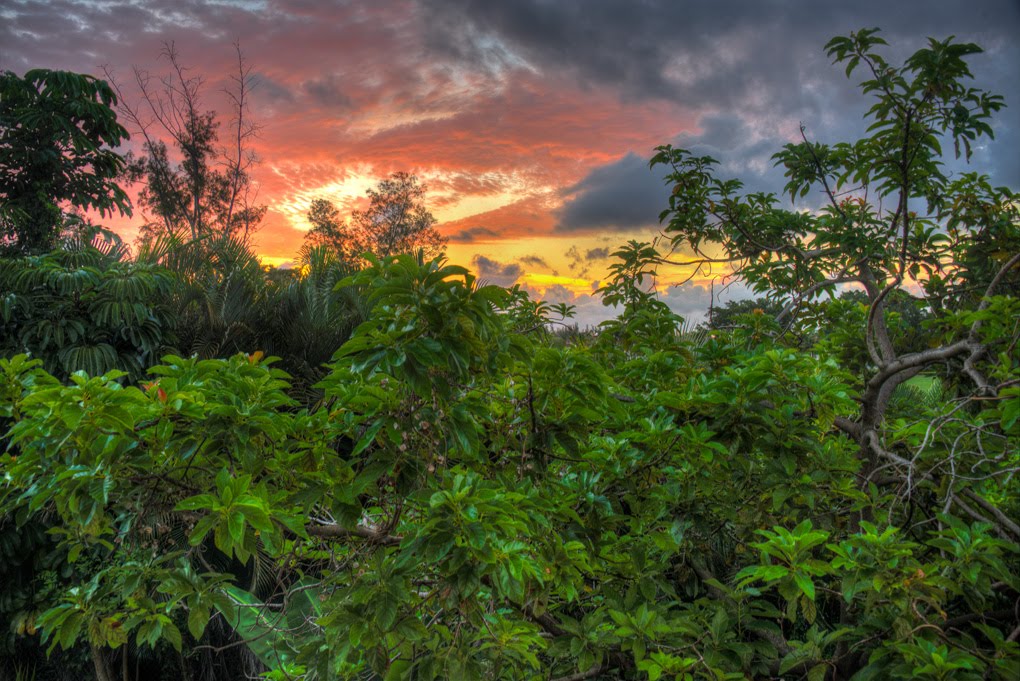 In the Bush - Florida