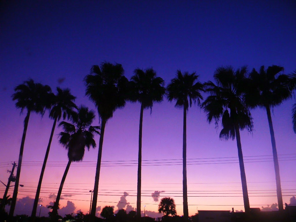 GOOD MORNING PALMS