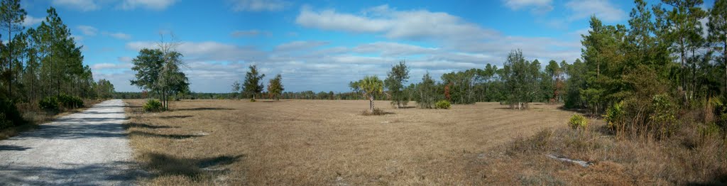 Tree line-SE Corner looking West