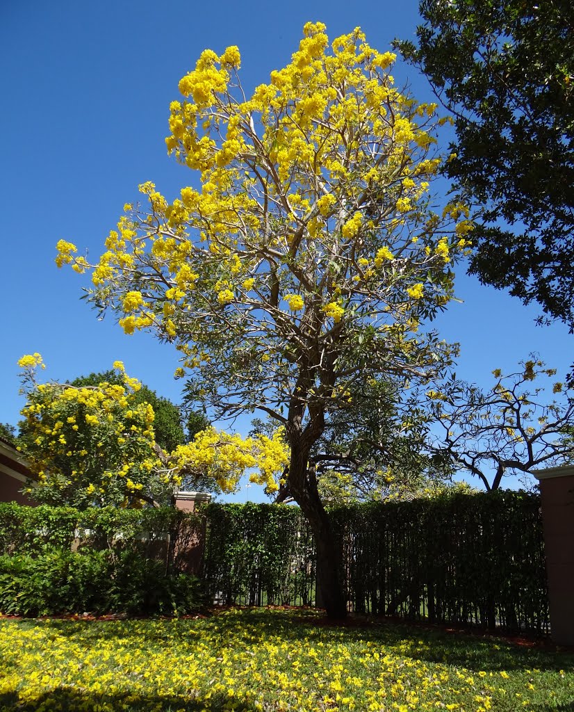 Tabebuia tree