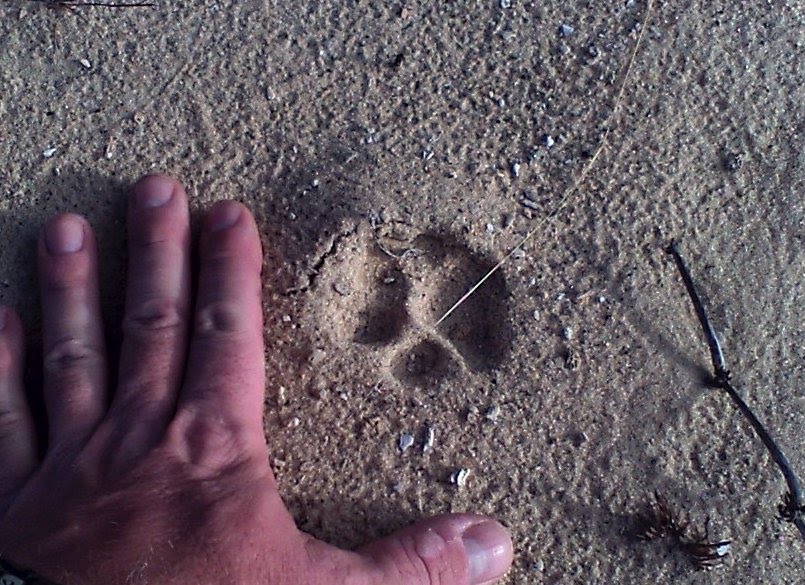 Bobcat Track