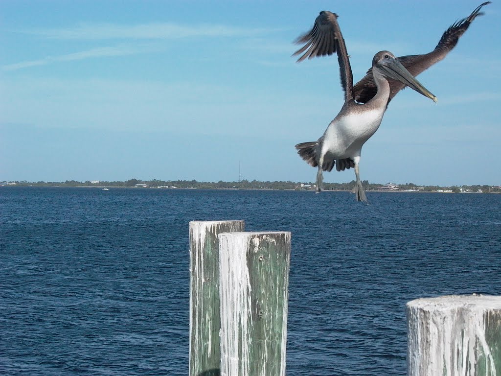 Pelican