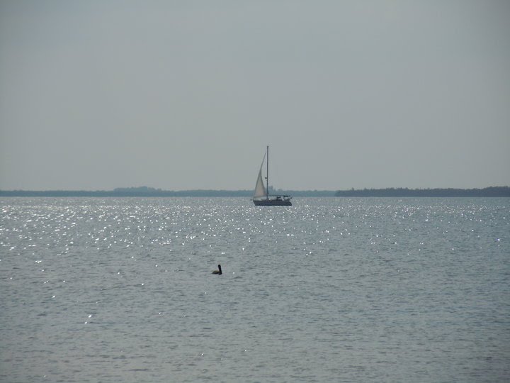Sailboat in the Harbor.