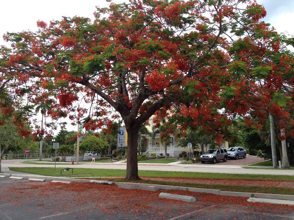 Flamboyant Tree