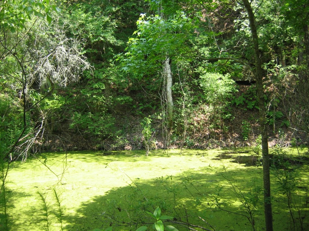 Razorback Swamp
