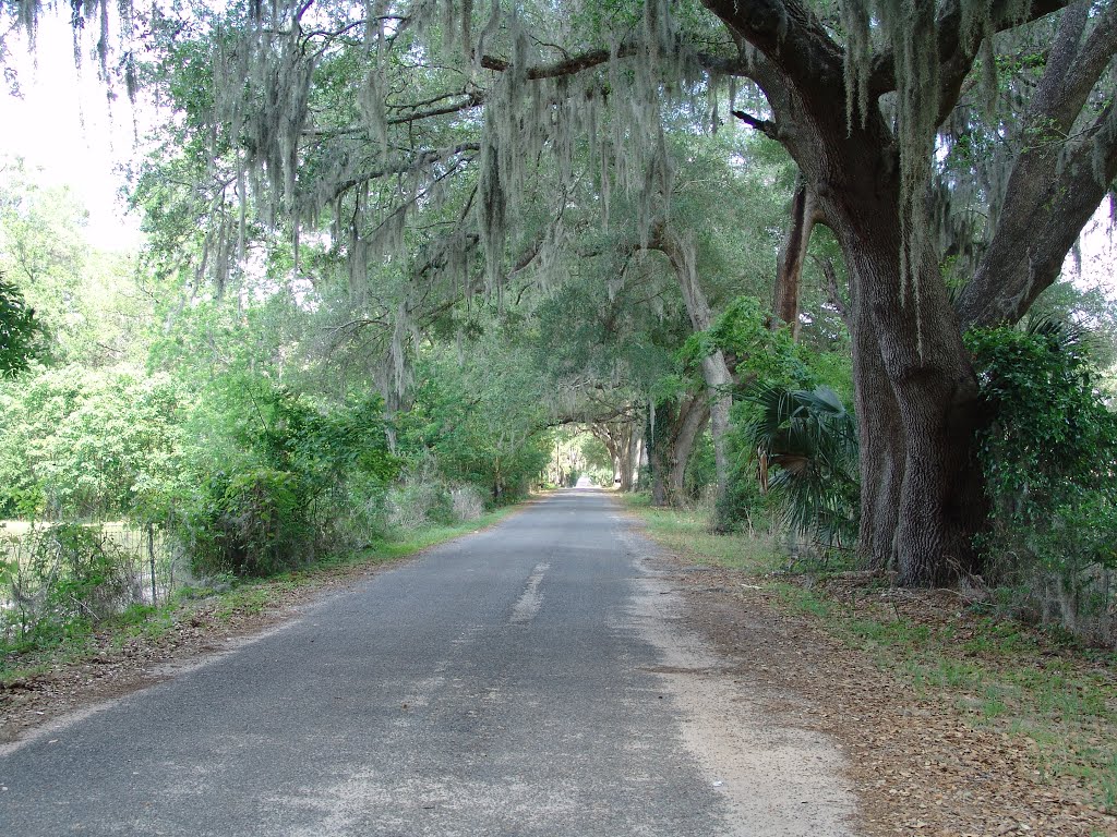 canopy road, 152nd Ln, Reddick Fla (4-28-2012)