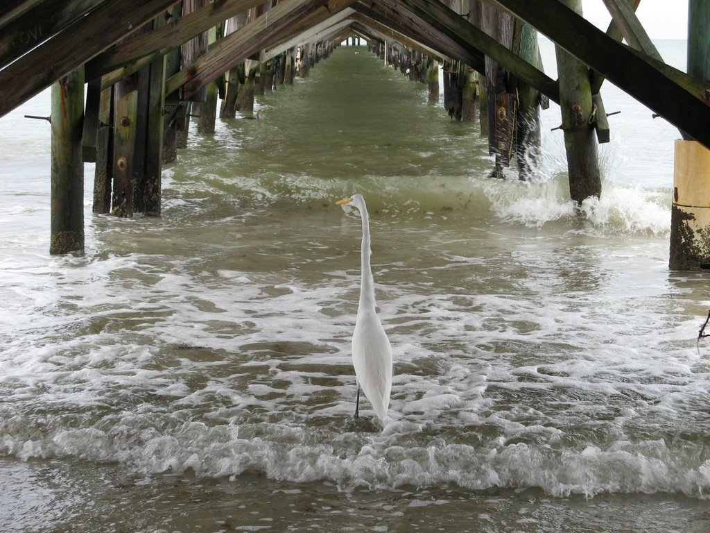 Bird under pier