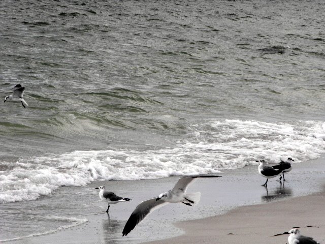 madeira beach