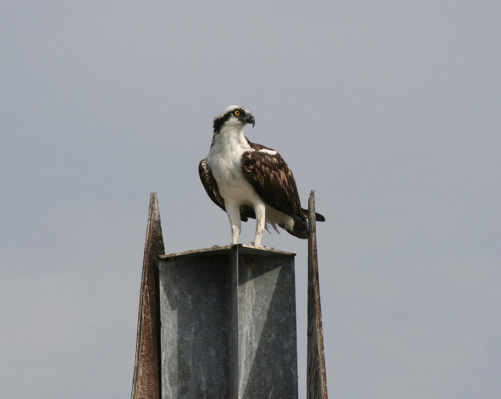 Osprey (Pandion haliaetus) in Tampa Bay, Florida