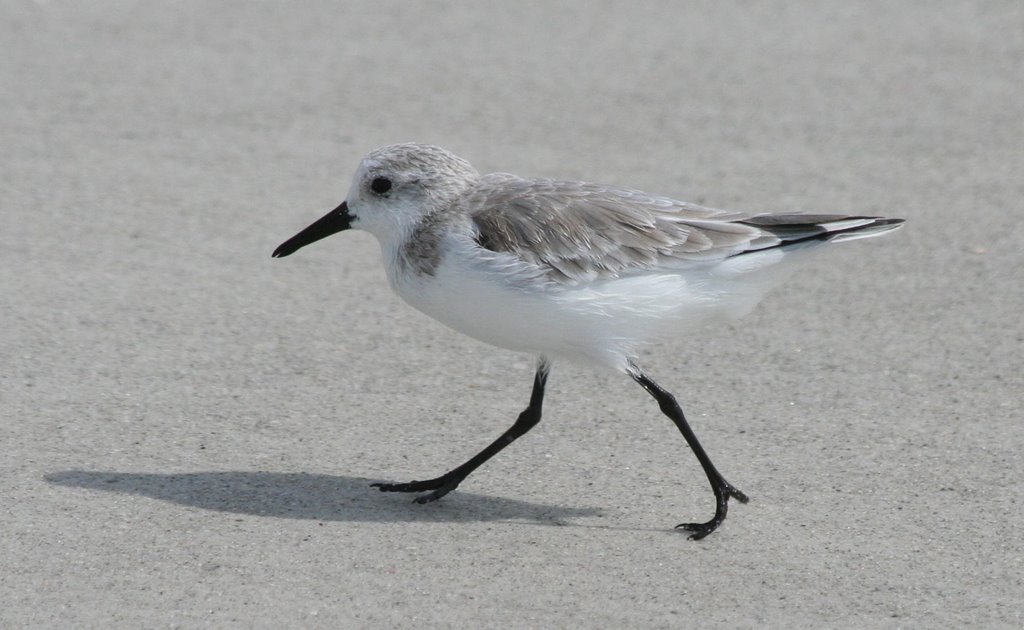 Sanderling