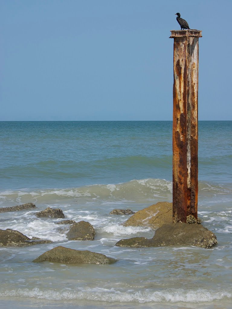 Cormorant on an old piling