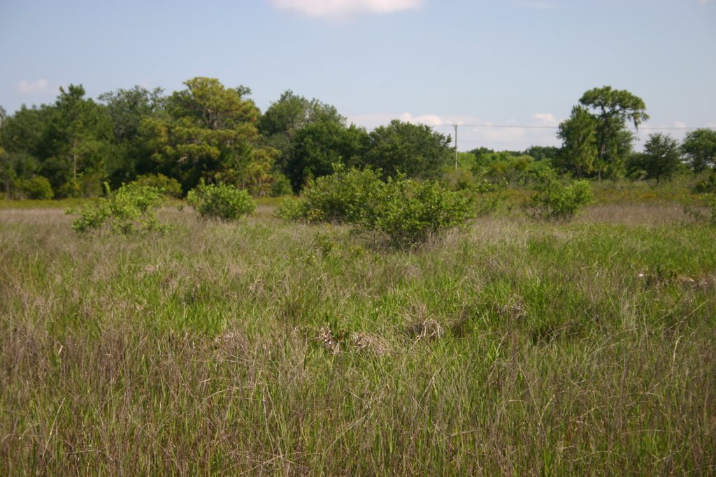 Depression Wetland, Cockroach Creek Greenway