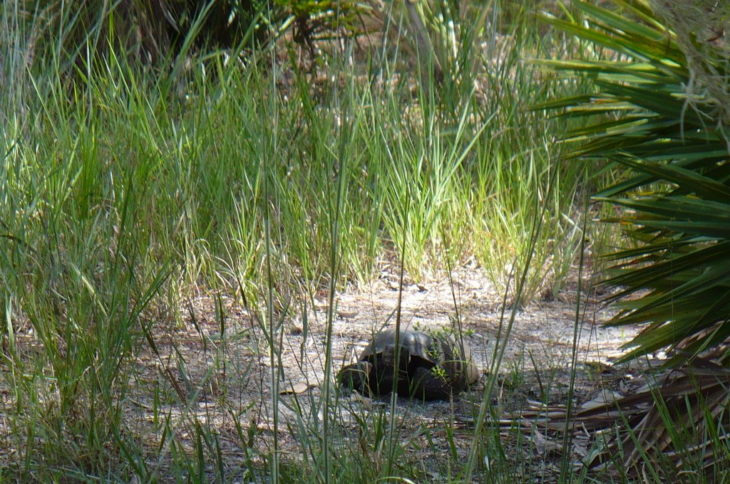 Gopher Tortoise-Cockroach Crk. Greenway