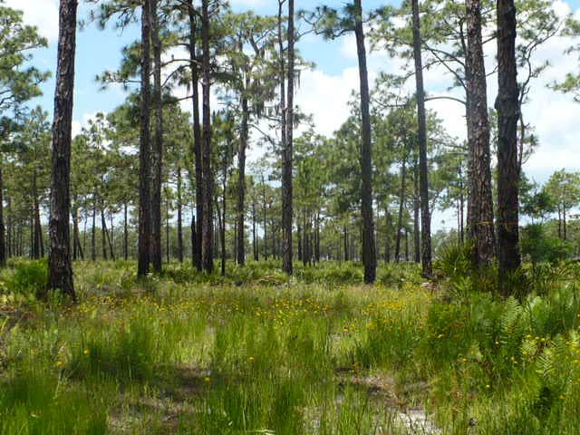 Rarely-visited Pineland: Bullfrog Creek Mit. Park