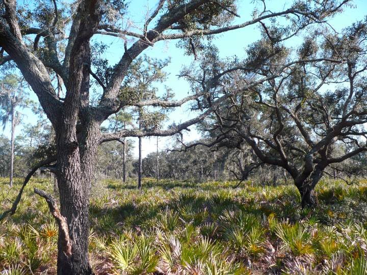 Oaks amid the saw palmettos: Bullfrog Creek