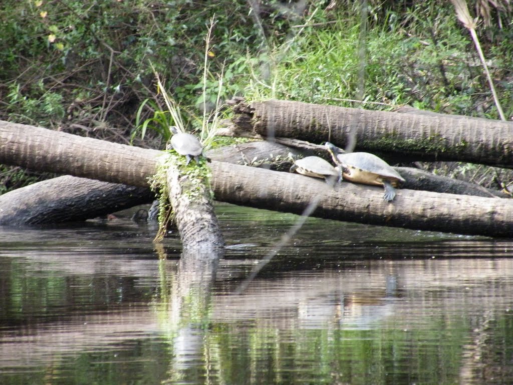 Turtles on the Little Manatee River