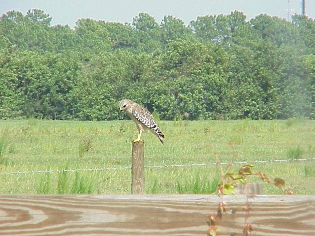 Hawk, rural Hillsborough County, near Ruskin, Florida (9-16-2001)