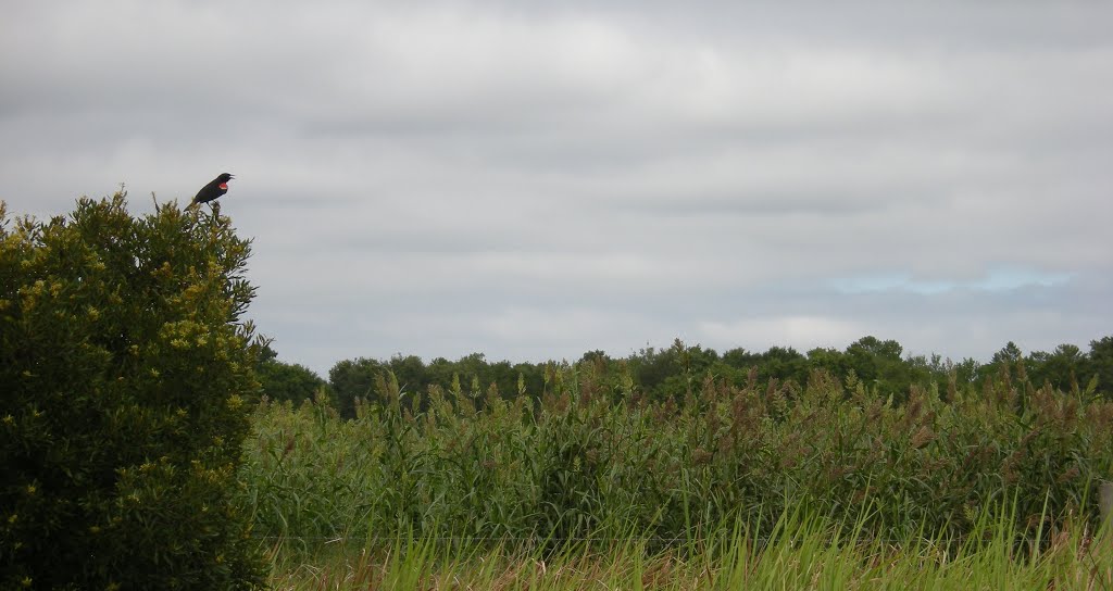 Cornfield, red-winged blackbird