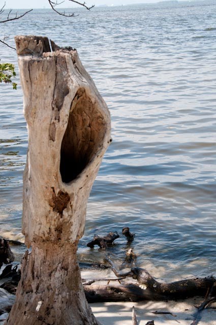 Old Stump