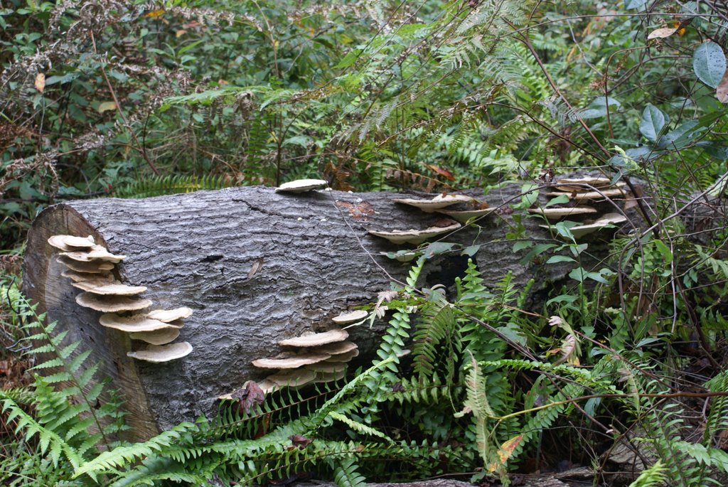 Fungus on Oak Tree