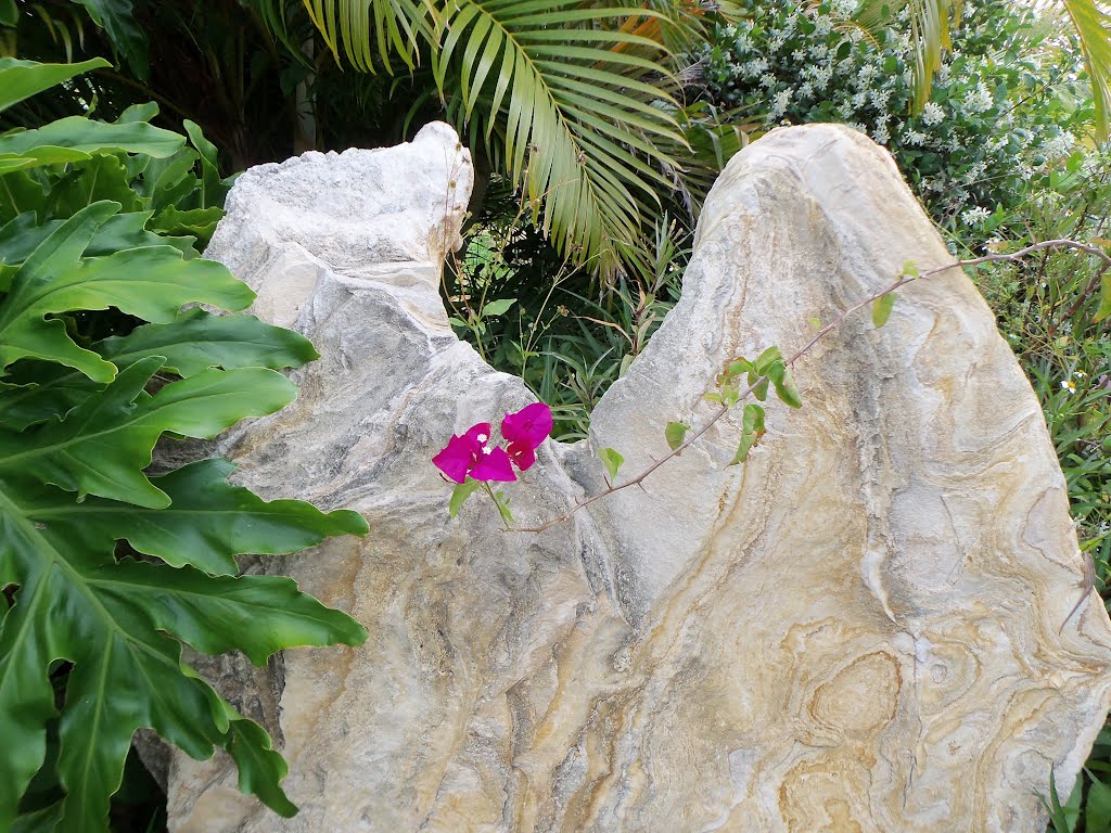 Boulder, Mixons Fruit Farm, Bradenton, FL (2012)