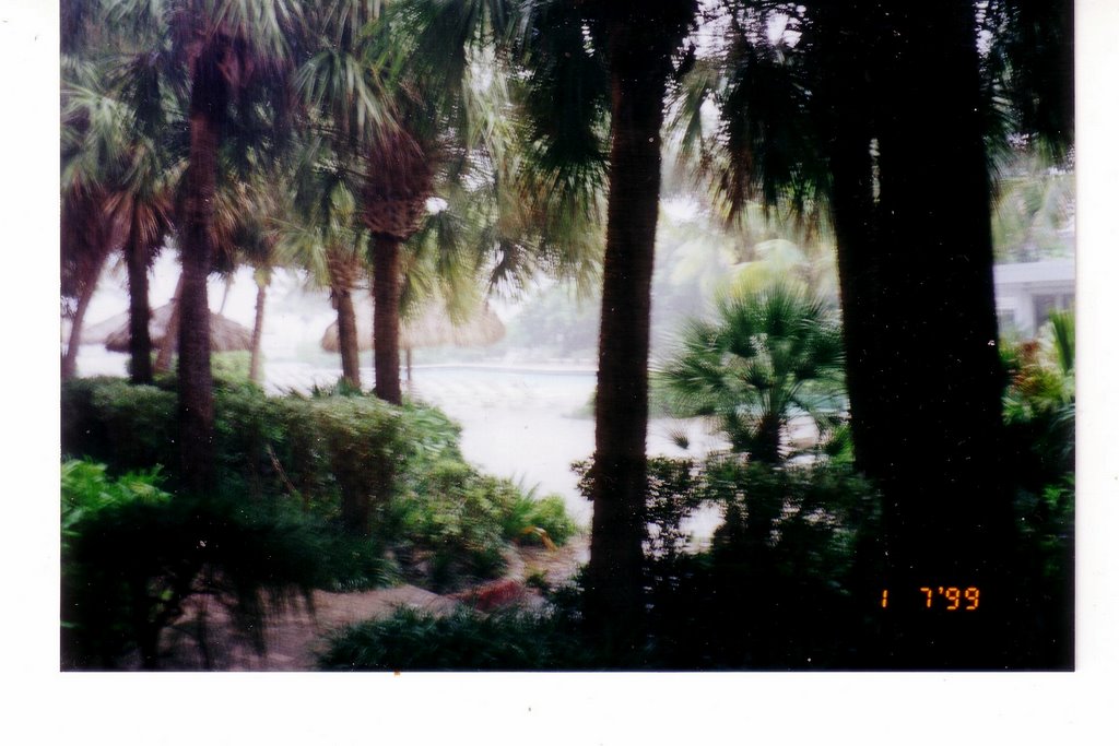 Miami - Palmengarten !!