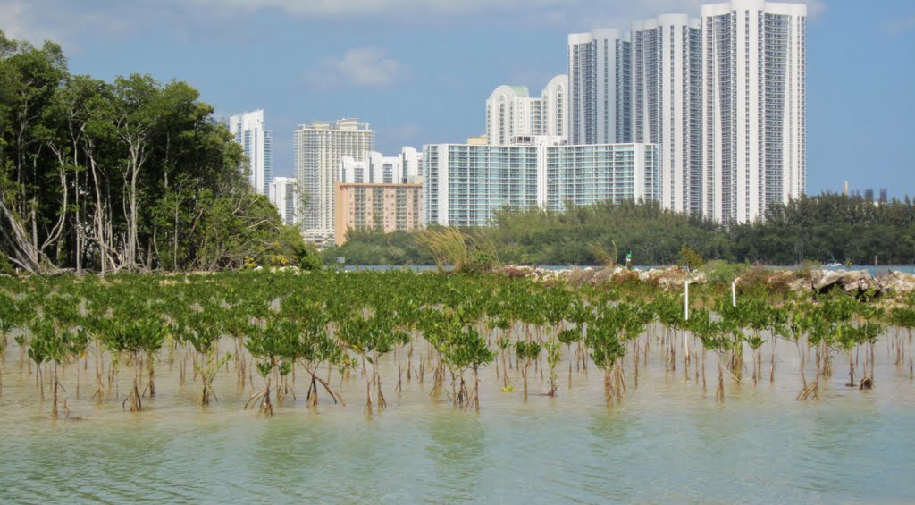 How town and nature can go together, Oleta State Park, North-Miami,Fl. /Exemple que la ville et la nature peuvent cohabiter