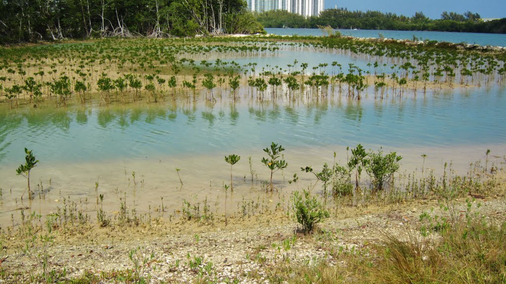 Plantation of mangroves in Oleta State Park, Sunny Isle, Miami, Florida. Bravo!