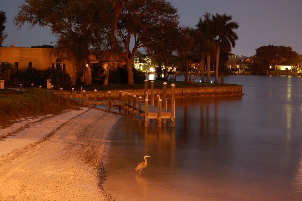 Blue heron