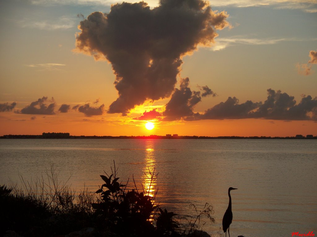 Heron