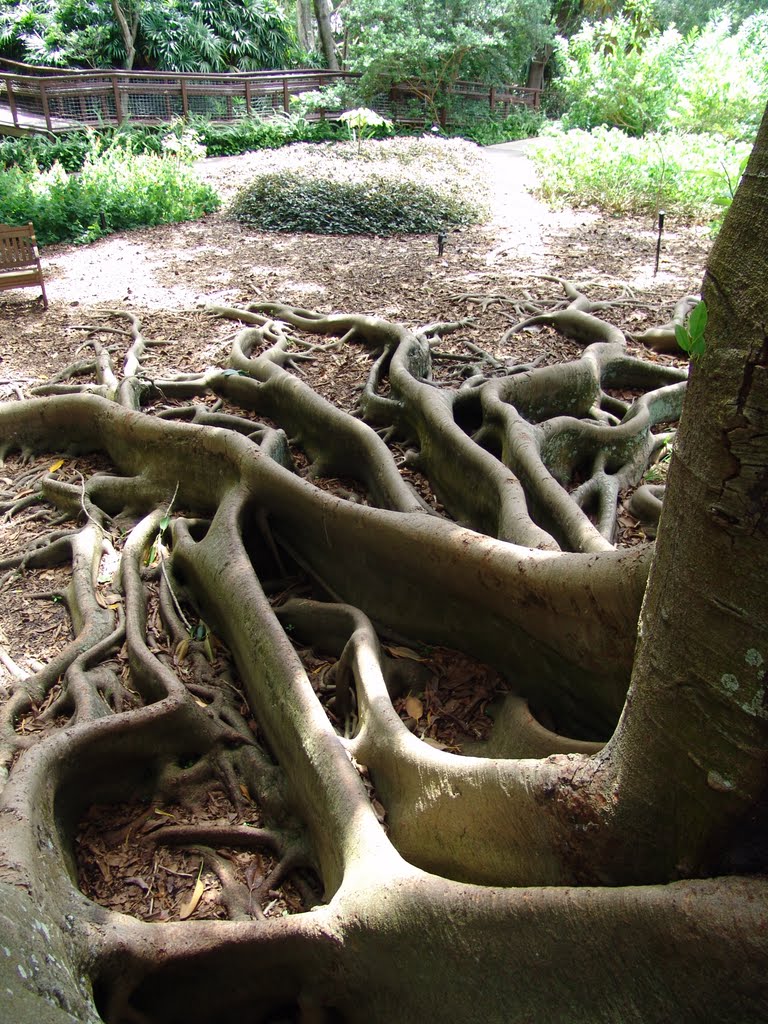 trippy roots, Selby Botanical Gardens, Sarasota (8-28-2010)