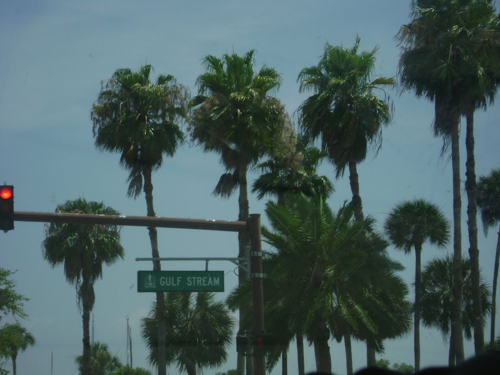 Florida Palm Trees