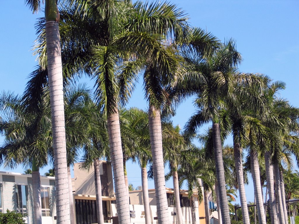 Palm Trees