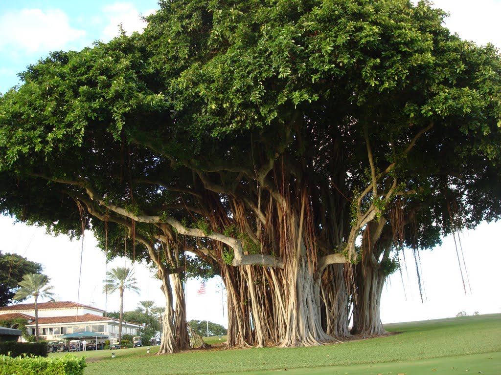 BIG TREE IN INDIAN CREEK ISLAND