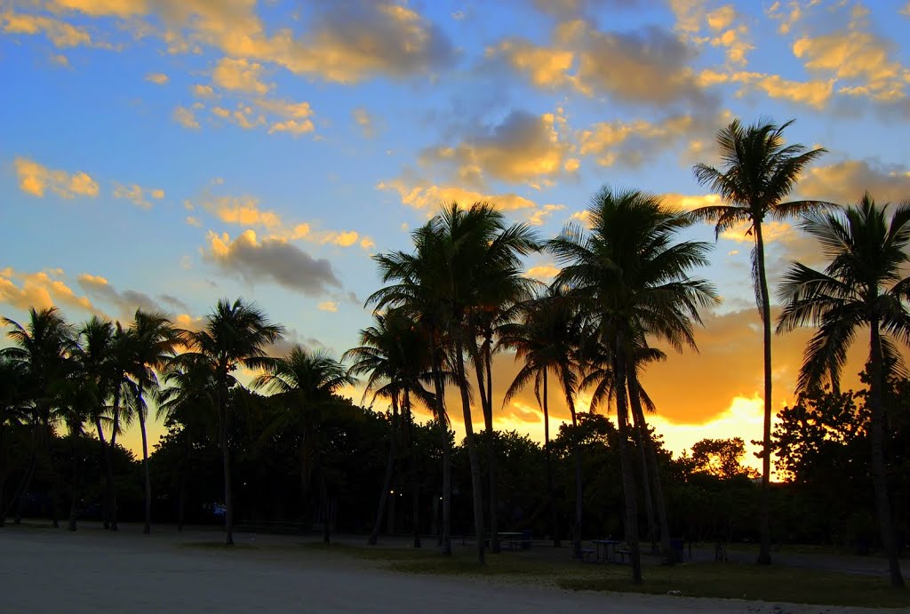 Palms at sunset