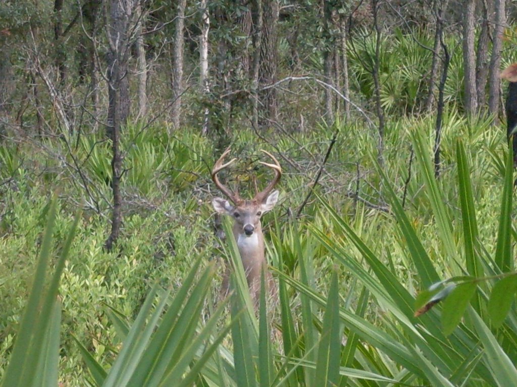 Wekiva Deer