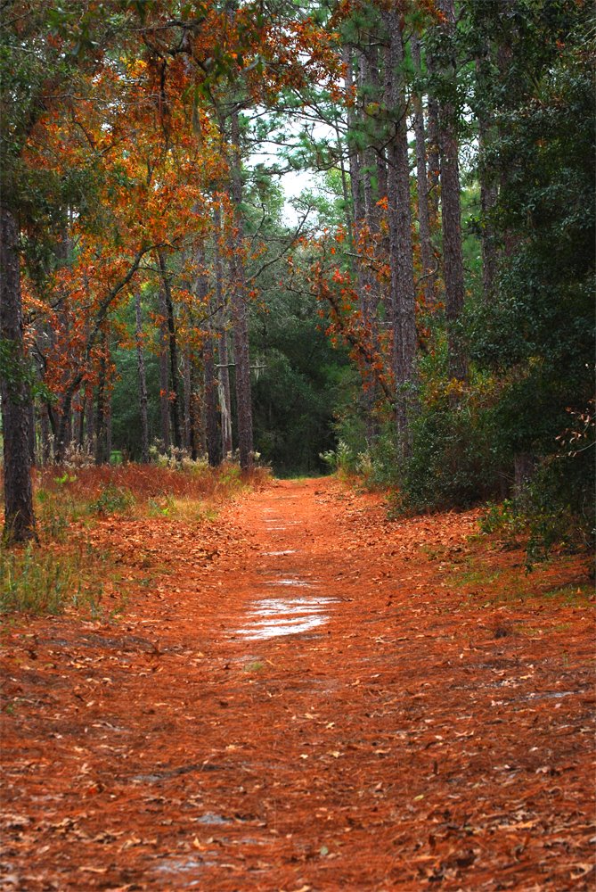 Wekiva Springs fire road