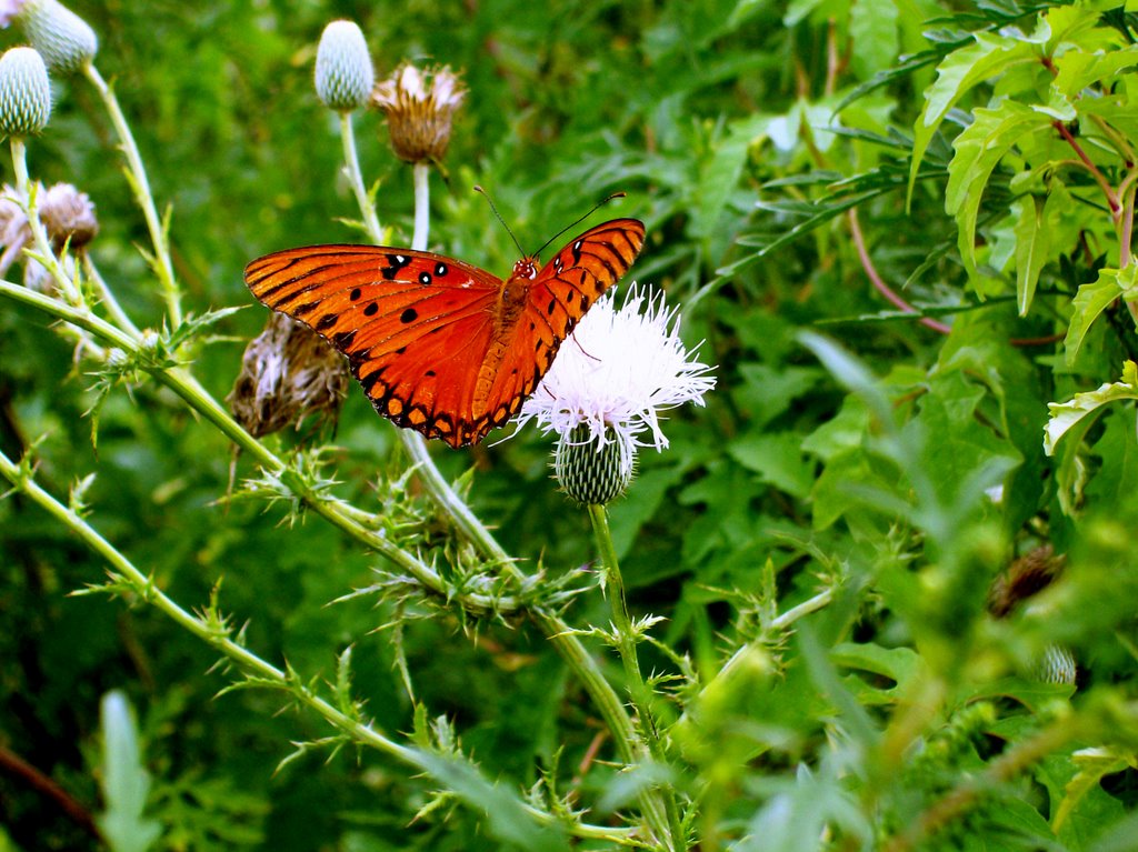 A Butterfly