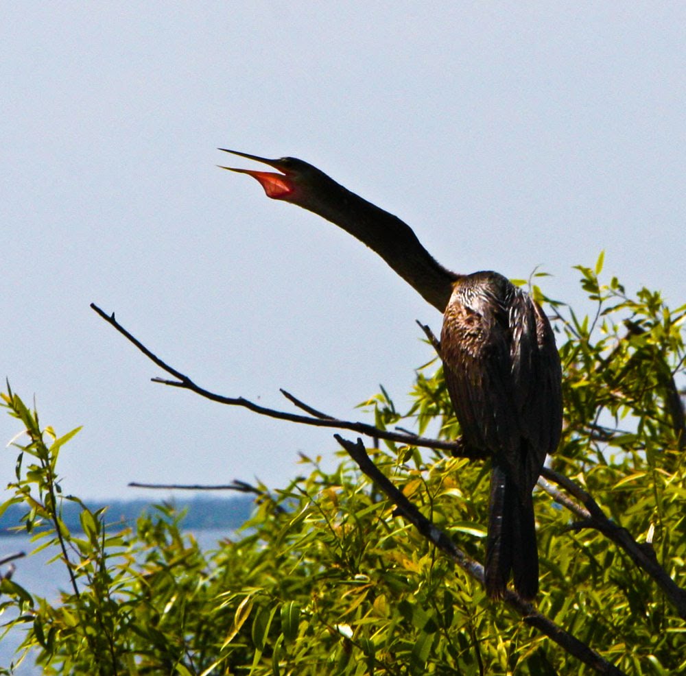 Wildlife in the swamps - Orlando, USA  -  © Thor Ostensen