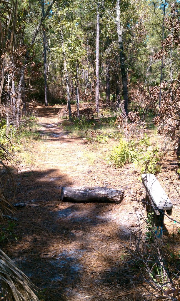 Wekiwa State Park Trails: Marker 11