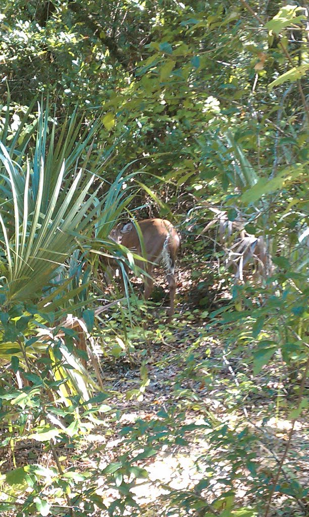 Deer