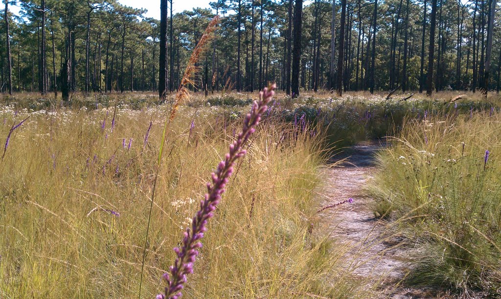 Trail at Wekiwa State Park