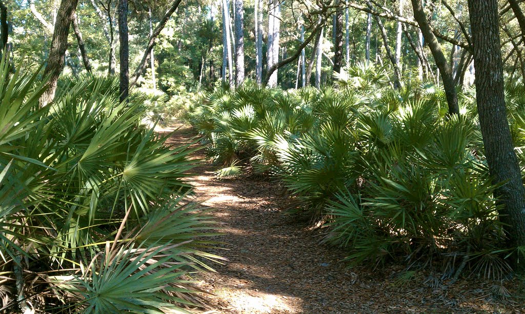 Trail at Wekiwa State Park