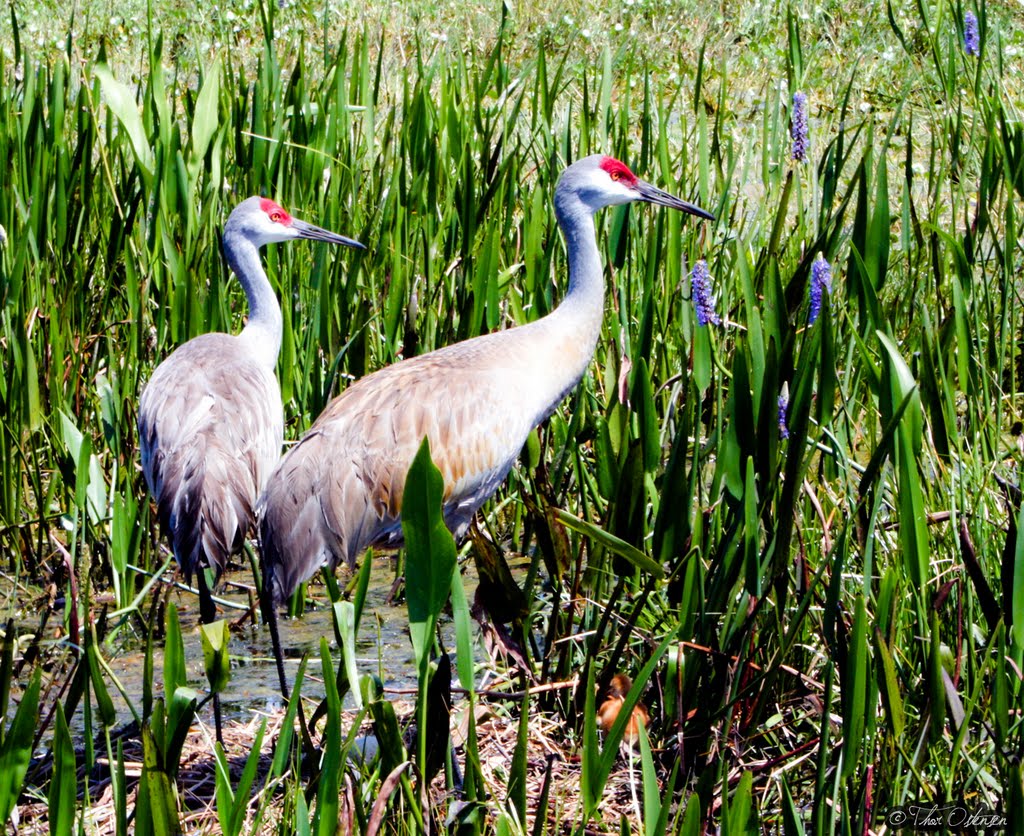 Wildlife in Orlando swamps  -  © Thor Ostensen